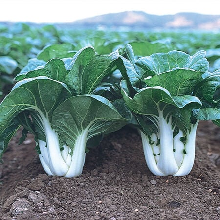 Joi Choi, Pak Choi Seeds - Packet image number null